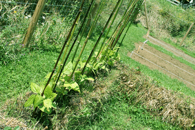 Xudas plantadas en pacas de palla